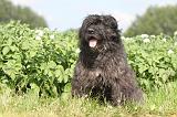 BOUVIER DES FLANDRES 013
